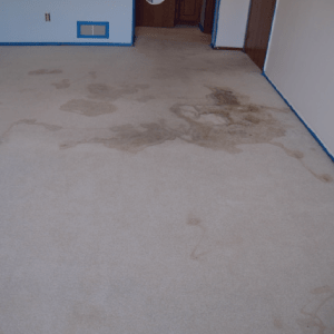 Before Carpet Cleaning Before Carpet Cleaning