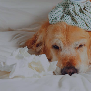 Pet Odor Removal Pet