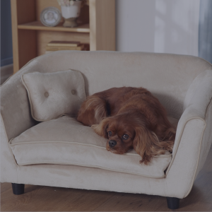 Pet Odor Removal Pet Odor Removal