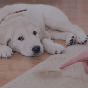 Pet Odor Removal Pet Odor Removal
