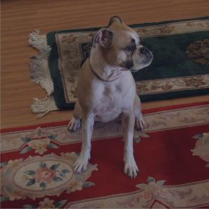 Cleaning Wool Rugs Cleaning Wool Rugs