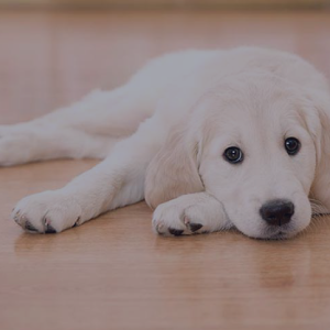 Pet Odor Removal Pet Odor Removal